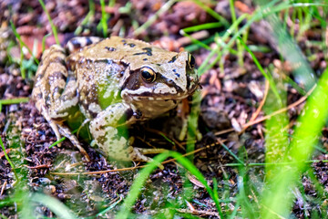 Grasfrosch ( Rana temporaria ).