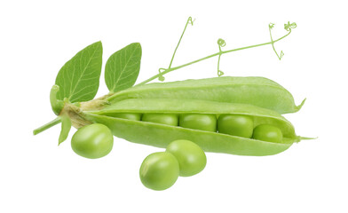 pea with leaves isolated on white background