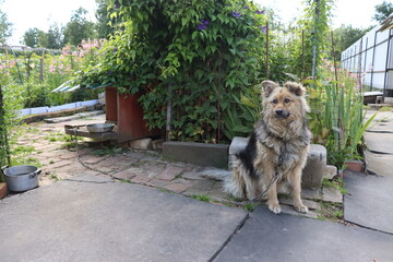 funny dog in village garden