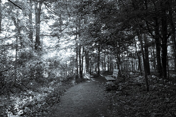 Black and white landscape photograph of a hiking trail at Lemoine Point conservation area in Kingston, Ontario Canada during a bright sunny summer day.