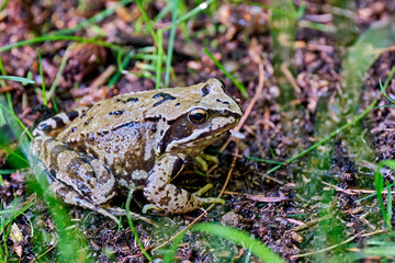 Grasfrosch ( Rana temporaria ).
