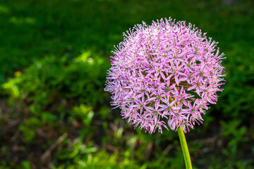 Fototapeta premium Colour close up of wildflowers along a hiking trail at Lemoine Point conservation area in Kingston, Ontario Canada during a bright sunny summer day.