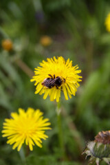 bee on dandelion