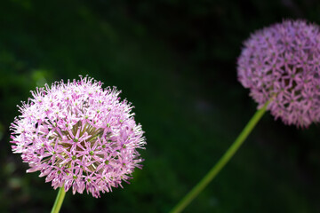 Colour close up of wildflowers along a hiking trail at Lemoine Point conservation area in Kingston, Ontario Canada during a bright sunny summer day.