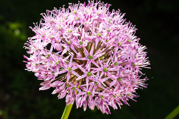 Colour close up of wildflowers along a hiking trail at Lemoine Point conservation area in Kingston, Ontario Canada during a bright sunny summer day.