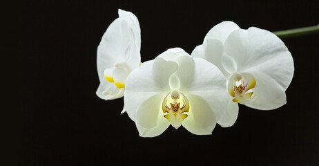 Naklejka na ściany i meble Orchid white flowers. Banner