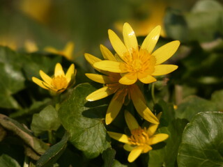 Lesser celandine (Ficaria verna) - yellow spring flowers with green leaves
