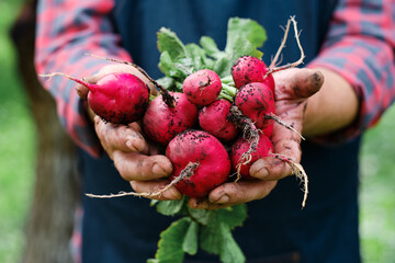 Farmers hands with freshly harvested organic vegetables. Horse radish - 367609875