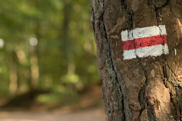 Oznaczenie czerwonego szlaku namalowane na drzewie. - obrazy, fototapety, plakaty