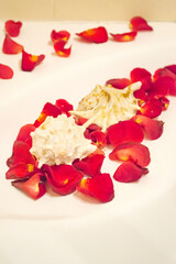 Seashells and rose petals on white background, close up.