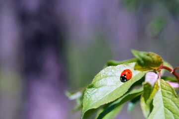 Ladybug on a colored background. Insects in nature.