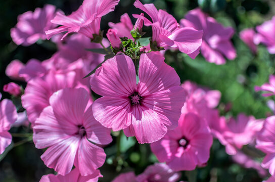 Lavatera Trimestria Tree Mallow .beautiful pink flowers close up