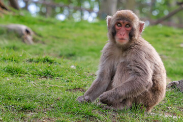 Macaque ont the grass