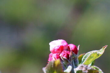 spring flowers in the garden