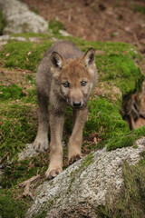 Obraz premium Portrait of a little wolf in the forest