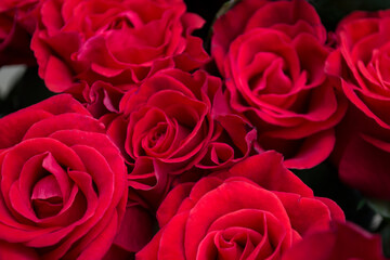 Bouquet of red roses close up.