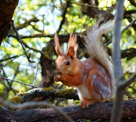 Fototapeta premium squirrel on a tree