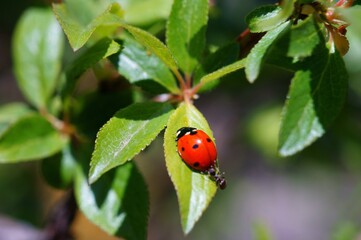 Fototapeta premium ladybug on green leaf