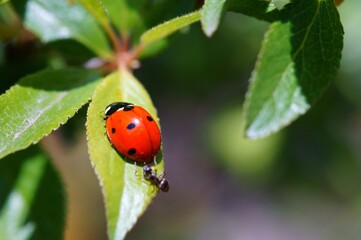 ladybird on a leaf