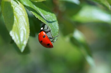 ladybug on a green leaf