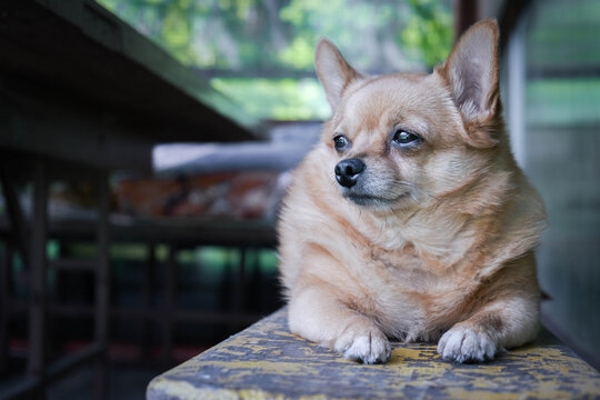 Little fat chihuahua dog lying on bench outdoors.