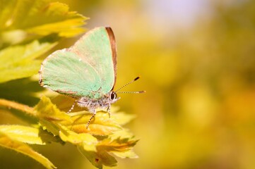 Butterfly in wildflowers on a colored background.