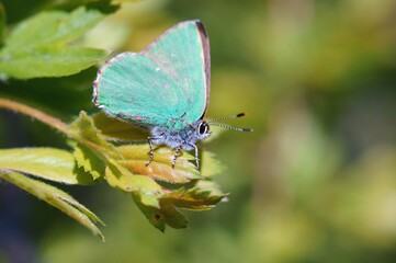 Butterfly in wildflowers on a colored background.