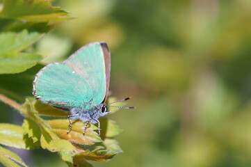 Butterfly in wildflowers on a colored background.