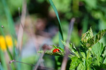ladybug on grass