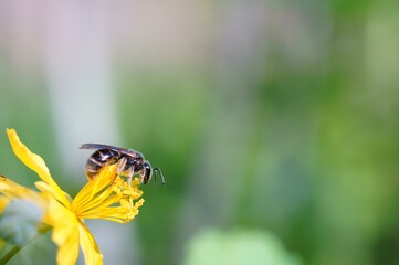 A bee on a yellow flower.