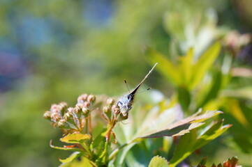 butterfly on a flower