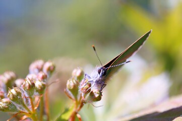 butterfly on a flower