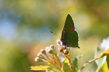 Butterfly in wildflowers on a colored background.