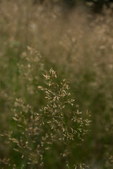 Panicum plant close up. Natural background.