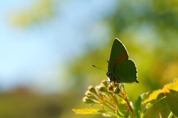 butterfly on a flower