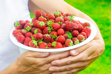 Bowl, plate of ripe red juicy strawberries in the hands of a woman, unrecognizable person. Fresh healthy food, berries. Harvesting. Summer, sunny day, grass background