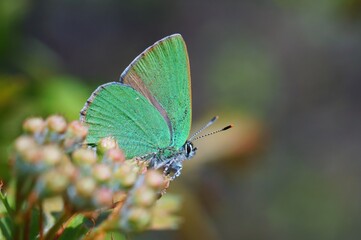 butterfly on leaf