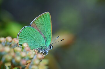 Fototapeta premium butterfly on a green leaf