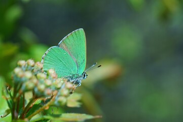 butterfly on a green leaf