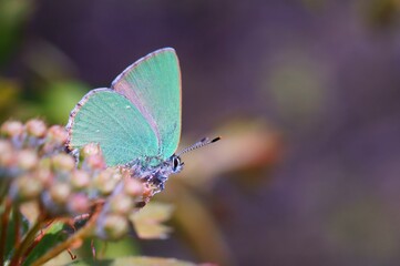 butterfly on a flower