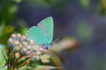 butterfly on a flower