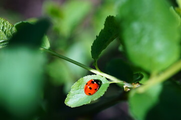 ladybug on leaf