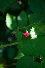 Wild berry in the forest. 