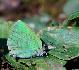 butterfly on green leaf