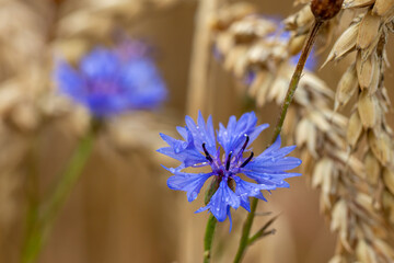 Kornblumen im Weizenfeld eines Biobetriebes