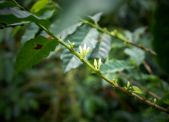 Branches with coffee flowers, grown in Colombia’s coffee axis