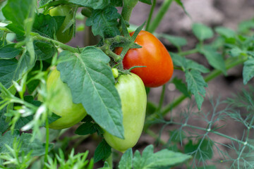 Sweet fresh pepper grows on a branch. Red and green peppers. Macro photo.