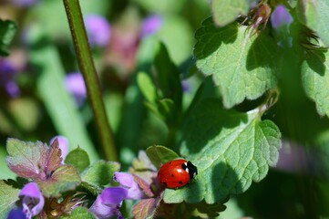 ladybug on a flower