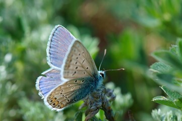 butterfly on a flower