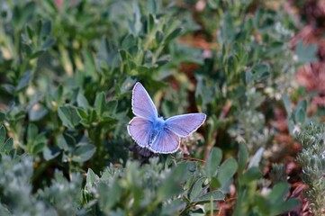 blue butterfly on a flower